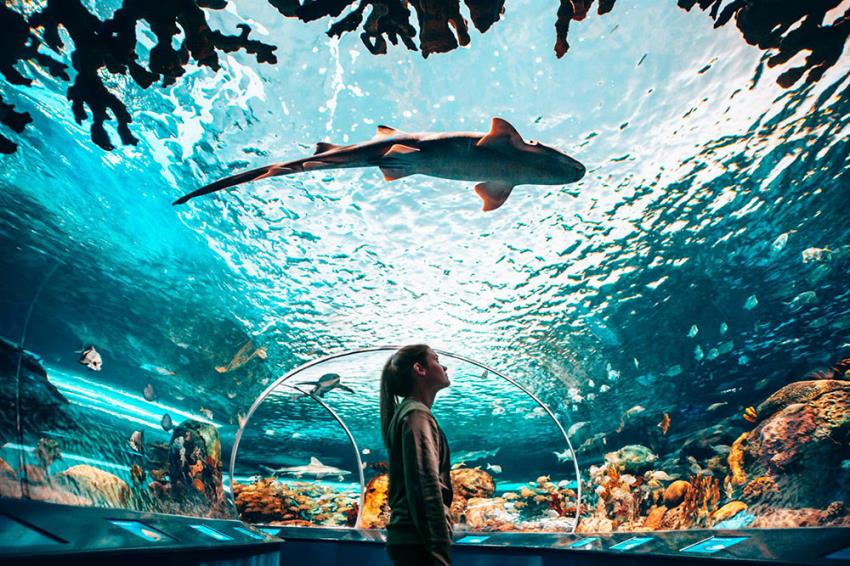 Ripley's Aquarium 