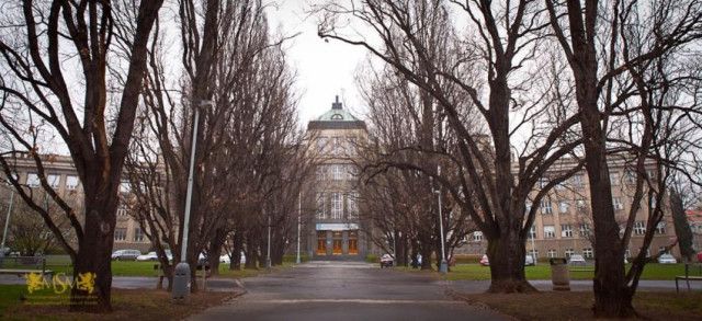 Академия MSM - фото 11